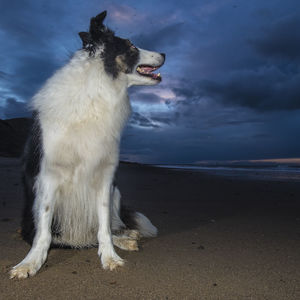 View of dog on beach