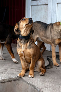 Homeless dogs in the shelter. dogs waiting for adoption in animal shelter. stray animals concept.