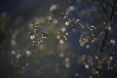 Close-up of flowers on branch