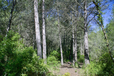 Trees in forest