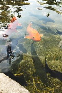 Karpa fish orange fish