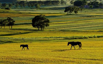 Horse on field