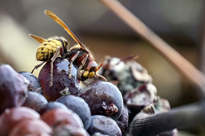 Close-up of honey bee