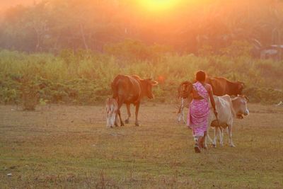 Sheep grazing on field