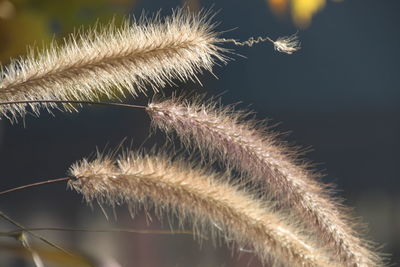 Close-up of dandelion