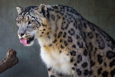 Close-up of snow leopard