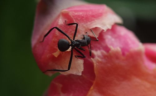 Close-up of ant on leaf