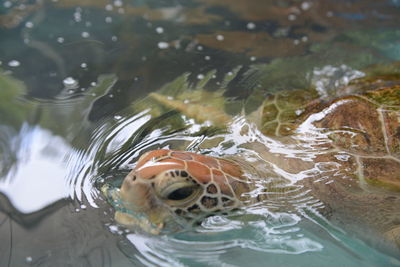 Close-up of turtle in sea