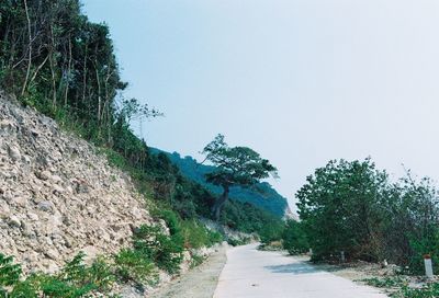 Narrow pathway along trees