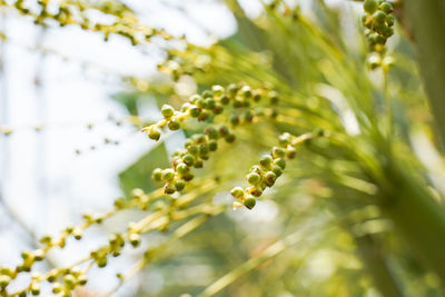 Close-up of flowering plant