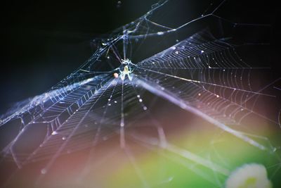 Close-up of spider on web