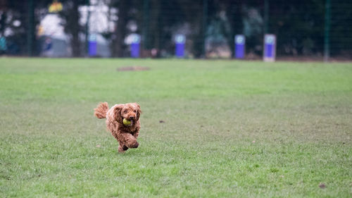 Portrait of dog on field