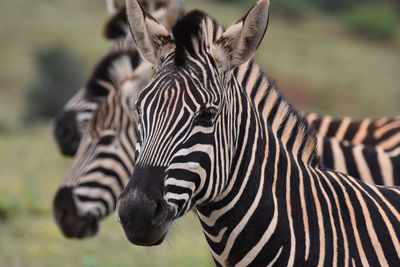 Close-up of zebra