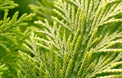 Close-up of green leaves