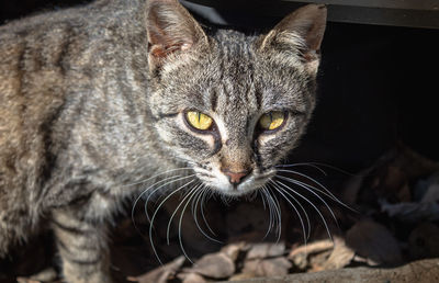 Close-up portrait of tabby cat