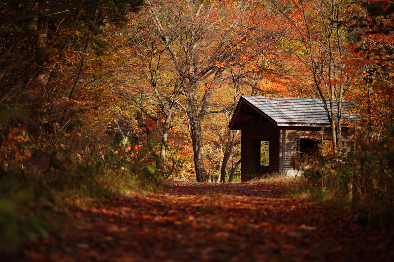 HOUSE AMIDST TREES DURING AUTUMN