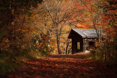 House amidst trees in forest during autumn