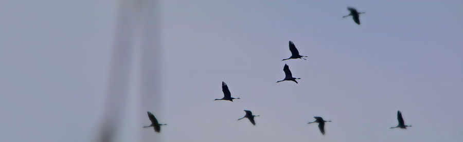 Low angle view of bird flying in sky