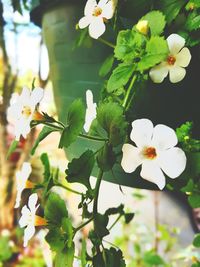 Close-up of white flowering plant