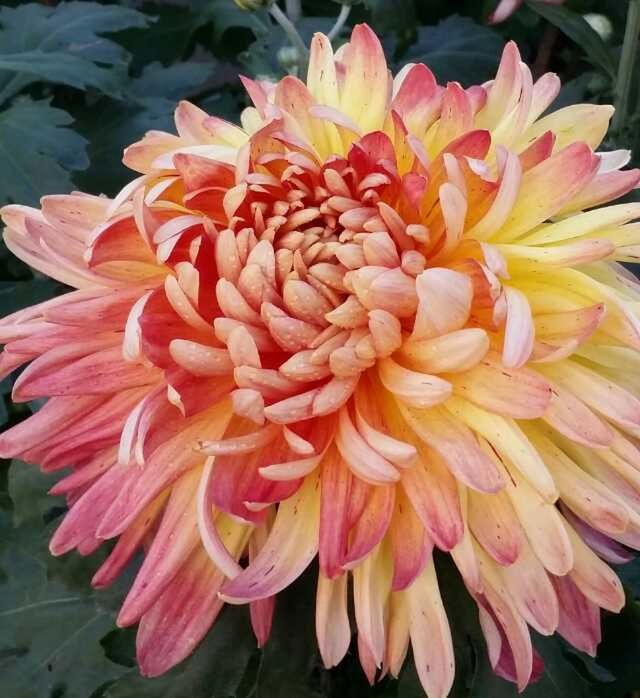 flower, petal, freshness, flower head, fragility, beauty in nature, growth, close-up, nature, blooming, pink color, single flower, plant, focus on foreground, in bloom, dahlia, blossom, park - man made space, no people, red