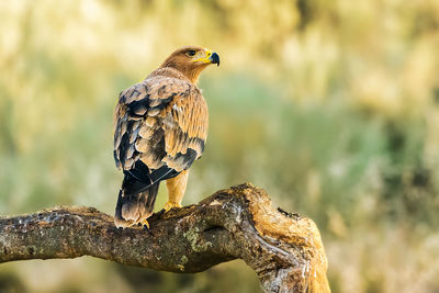 Close-up of golden eagle perching on branch