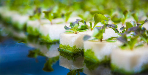 Close-up of chopped vegetables on plant