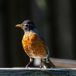 Close-up of bird perching