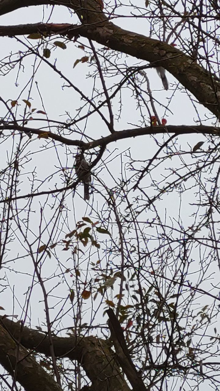 tree, branch, plant, low angle view, bare tree, nature, no people, spring, sky, winter, twig, day, flower, beauty in nature, outdoors, leaf, wildlife, bird, perching, animal themes, animal, tranquility