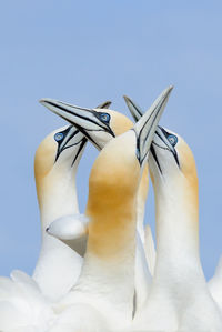 Close up of birds against clear blue sky