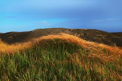 Scenic view of landscape against clear sky