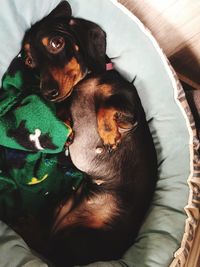 High angle view of puppy sleeping on bed at home