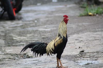 Rooster crow