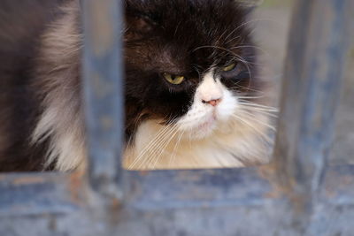 Close-up portrait of a cat