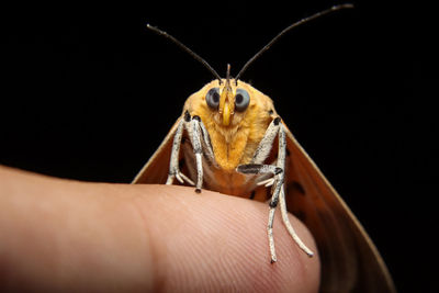 Close-up of insect on hand against black background