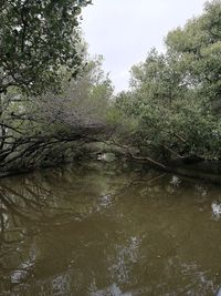 Scenic view of lake in forest against sky