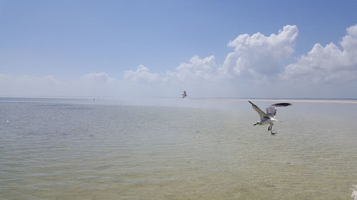 Seagulls flying over sea against sky