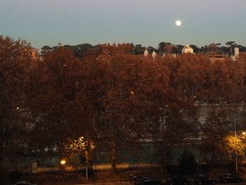 Trees in park at night