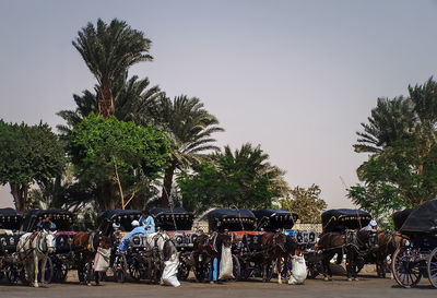 People riding motorcycle on palm trees against sky