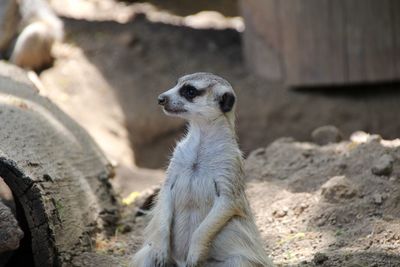 Close-up of dog sitting outdoors