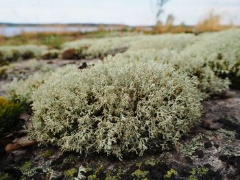 Close-up of lichen growing on field