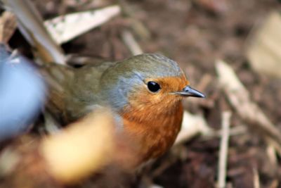 Close-up of bird perching