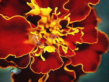 Close-up of red flowers