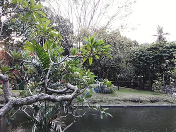 Trees growing by lake in forest against sky