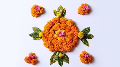 High angle view of orange flowers on white background
