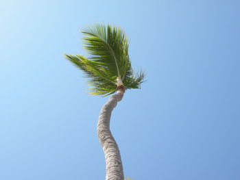 Low angle view of palm tree against clear sky