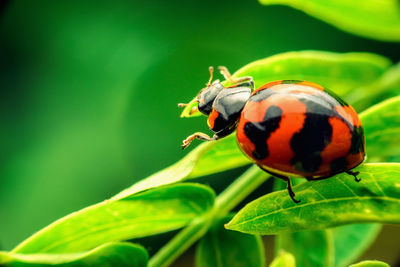 Close-up of ladybug on leaf