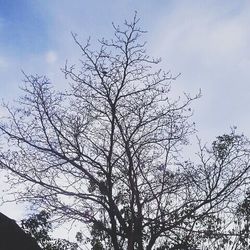 Low angle view of bare trees against sky