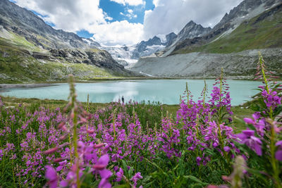 Purple flowering plants by lake against mountains