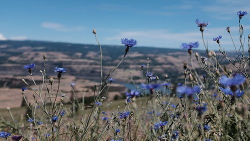 Close-up of purple flowering plants on field against blue sky