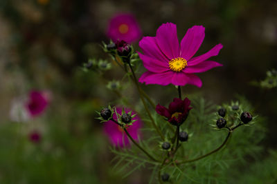 Close-up of pink flowering plant